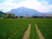 ̌iF