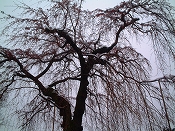 ̌iF