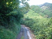 四国遍路の景色