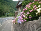 四国遍路の景色